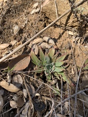 Dudleya saxosa