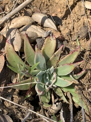 Dudleya saxosa
