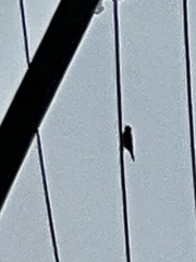 Falco sparverius