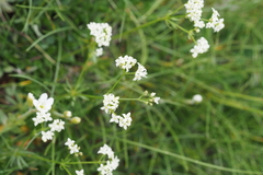 Asperula