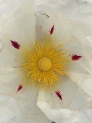 Cistus