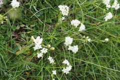 Asperula