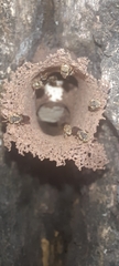 Nannotrigona perilampoides