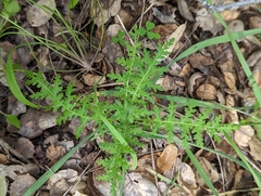Eucrypta chrysanthemifolia