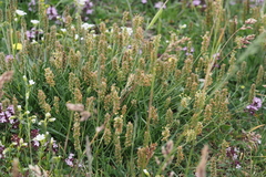Plantaginaceae
