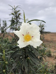 Cistus