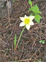Zephyranthes concolor