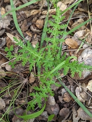 Eucrypta chrysanthemifolia