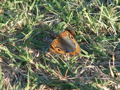 Junonia genoveva hilaris