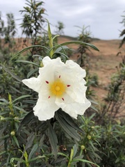 Cistus