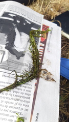 Callitriche heterophylla