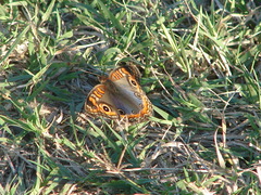 Junonia genoveva hilaris