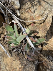 Dudleya saxosa