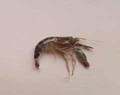 Alpheus paracrinitus