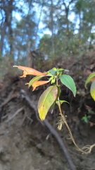 Clinopodium macrostemum