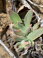 Dudleya saxosa