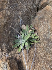 Dudleya saxosa