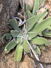 Dudleya saxosa