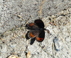 Erebia montanus