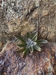 Dudleya saxosa
