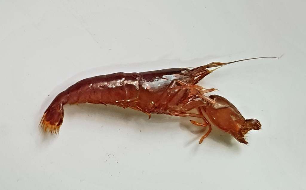 red-coral pistol shrimp