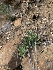 Dudleya saxosa