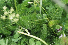 Meum athamanticum