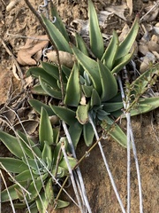 Dudleya saxosa