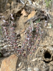 Dudleya saxosa
