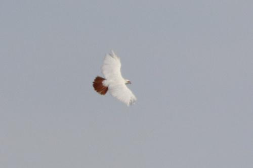 Red-tailed Hawk photographed in Nebraska
