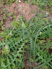 Galactites tomentosus