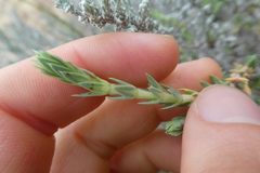 Crucianella maritima