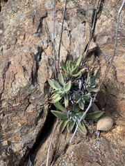 Dudleya saxosa