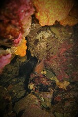 Pempheris multiradiata