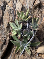 Dudleya saxosa