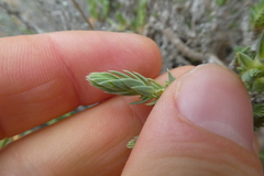 Crucianella maritima