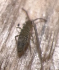 Entomobrya nivalis