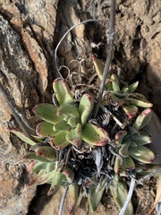 Dudleya saxosa