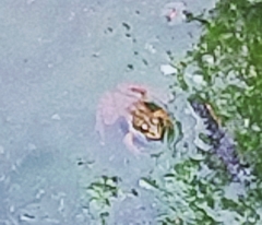 Pelophylax
