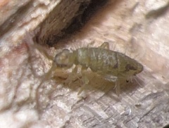 Entomobrya nivalis