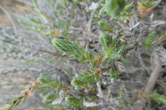 Crucianella maritima