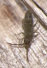 Entomobrya nivalis