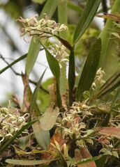 Prosthechea chimborazoensis