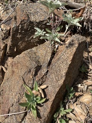 Dudleya saxosa