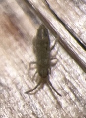 Entomobrya nivalis