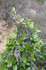 Rhamnus alaternus