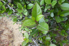 Rhamnus alaternus