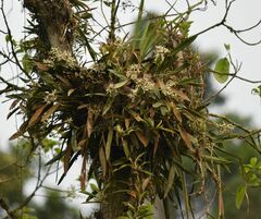 Prosthechea chimborazoensis