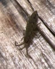 Entomobrya nivalis