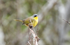 Geothlypis poliocephala